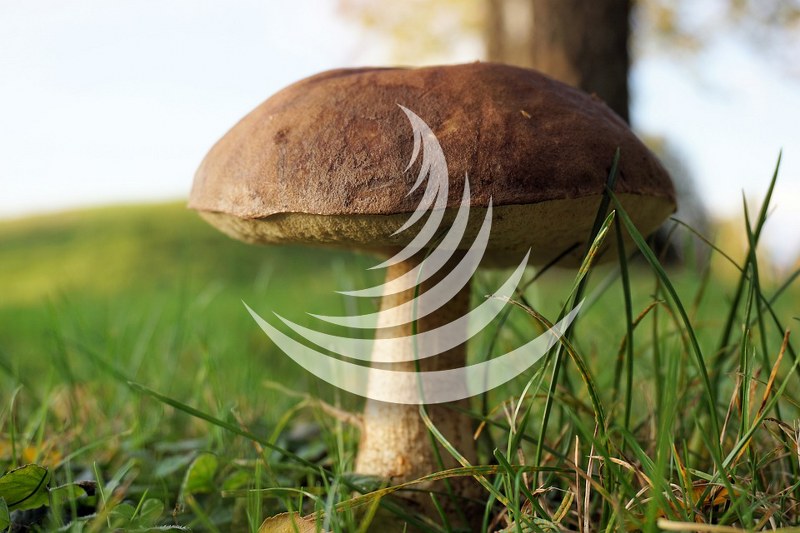 Mistä sieniä - mushrooming
