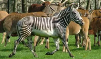 ZOO Dvůr Králové