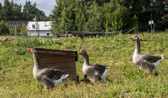Mini zoo Relax Zone Vrchovina, rekreace Český ráj