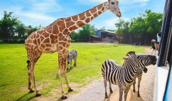 Zoo Dvůr Králové - Chalupa na Kopaninách, Chvalkovice v Čechách