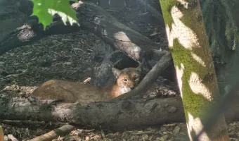 Zoo Plasy - rys
