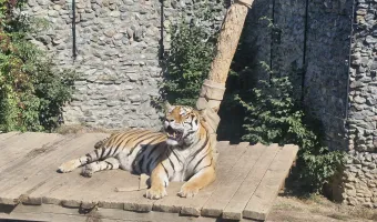 Zoo Plasy - tygr