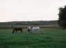 Güney Moravya'daki Hnanice köyündeki atlar