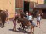 Paardenkamp voor kinderen Regio Braňany Ústí, Ertsgebergte