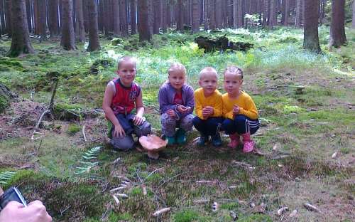 Camping Karolina - cueillette de champignons en forêt