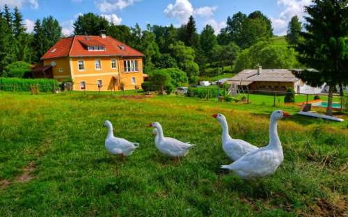 Počitniška hiša Jenín - elegantna nastanitev Dolní Dvořiště Južna Češka, hiše in koče bazen Južnočeška regija