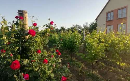 Vinice - Bâtiment 2 - Pension familiale Alma Popice, hébergement cave à vin en Moravie du Sud, pensions Région Moravie du Sud