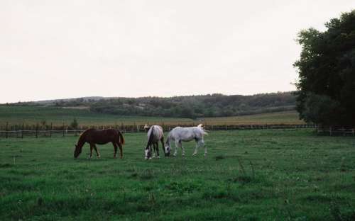 Konji v vasi Hnanice na južnem Moravskem