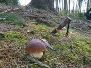 Zbieranie grzybów - borowiki